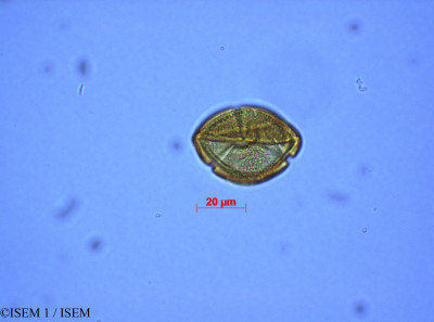 ISEM 1/Sapium_laurifolium_28089/Sapium_laurifolium_28089_0001(copy)_thumb.jpg